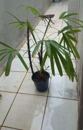 https://img.olx.com.br/thumbs256x256/54/543530881692571.jpg