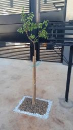 https://img.olx.com.br/thumbs256x256/55/550565042129338.jpg