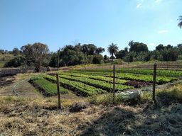 Título do anúncio: 10 mil m2 - Plantio milho para silagem/Horta, legumes,frutas, 20kmCeasa
