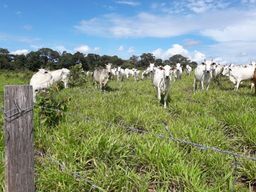 Título do anúncio: Excelente fazenda para Pecuária,  de 45 alqueires ou 217,8 hectares no estado de Tocantins