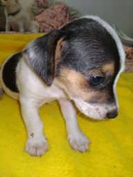 Título do anúncio: Jack Russell Terrier - belos filhotes com pedigre 