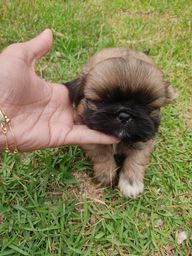 Shih tzu lindas disponivel