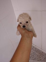 Poodle a disposicao