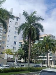 https://img.olx.com.br/thumbs256x256/56/569563622472765.jpg