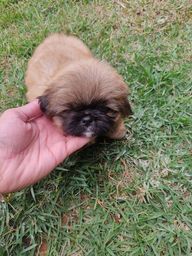 Sensacional shih tzu