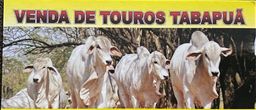 Título do anúncio: TOUROS TABAPUÃ 