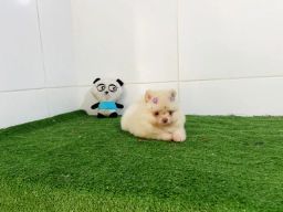 https://img.olx.com.br/thumbs256x256/57/579480557769957.jpg
