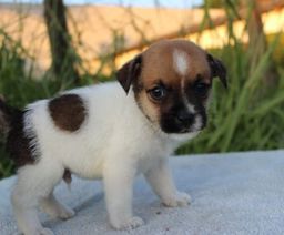 Título do anúncio: Jack Russell terrier Filhotes Vacinados, com Procedência 