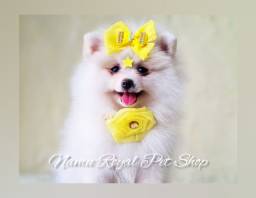Título do anúncio: Spitz alemão fêmea disponível hoje no Namu Royal Pet Shop (fotos verdadeiras)