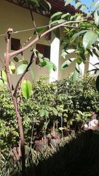 https://img.olx.com.br/thumbs256x256/59/592027008586914.jpg
