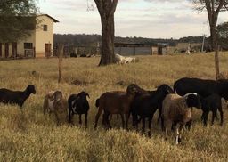 Carneiros, cordeiros, borregos, ovelhas, ovinos para abate e reprodu��o