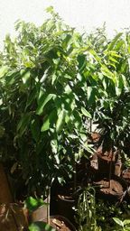 https://img.olx.com.br/thumbs256x256/59/595027003306188.jpg