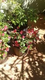 https://img.olx.com.br/thumbs256x256/59/597027001724229.jpg