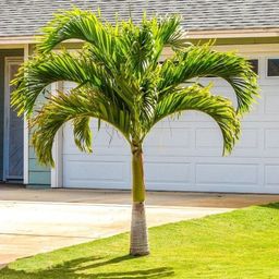 Título do anúncio: Palmeira Havaí (mini imperial)
