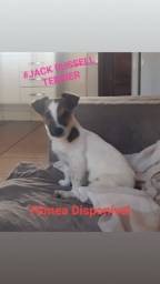 Título do anúncio: Jack Russell Terrier