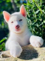 Título do anúncio: Husky siberiano filhotes White