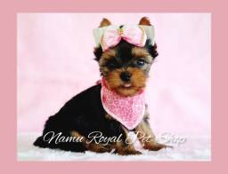 Título do anúncio: Yorkshire linda - fotos reais / Namu Royal pet shop 