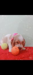https://img.olx.com.br/thumbs256x256/61/613543406782778.jpg