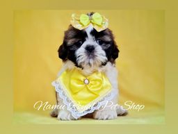 Título do anúncio: Shihtzu filhote fêmea / fotos reais - Namu Royal Pet Shop