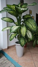 https://img.olx.com.br/thumbs256x256/61/618559761984880.jpg