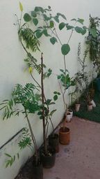 https://img.olx.com.br/thumbs256x256/61/619009034732540.jpg