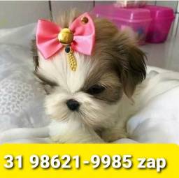 Título do anúncio: Canil Filhotes Cães Miniaturas em BH Shihtzu Yorkshire Maltês Basset Lhasa Beagle Poodle  