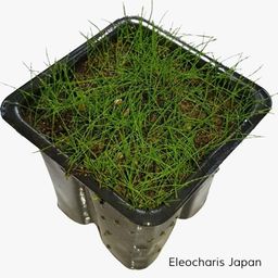 Título do anúncio: Eleocharis Japan Planta Natural Carpete Aquário Nano Plantado