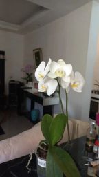 https://img.olx.com.br/thumbs256x256/62/620553877590739.jpg
