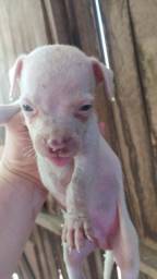 Título do anúncio: Filhote de pitbull pra venda 1 mês mês vida