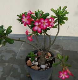 https://img.olx.com.br/thumbs256x256/62/625684669480766.jpg