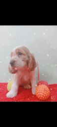 https://img.olx.com.br/thumbs256x256/62/628543646138316.jpg