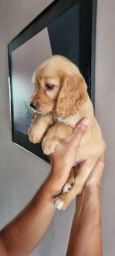 https://img.olx.com.br/thumbs256x256/63/630574637572056.jpg
