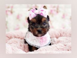 Título do anúncio: Menina linda de yorkshire mini à pronta entrega! #NamuRoyal Pet Shop#