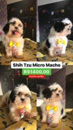 Título do anúncio: Shih Tzu Micro Macho já vacinado 