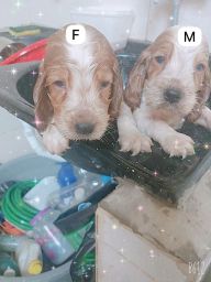 https://img.olx.com.br/thumbs256x256/63/633535037233424.jpg