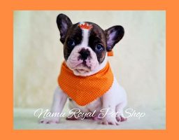 Título do anúncio: Bulldog francês macho excelente linhagem, FOTOS REAIS - Pet Shop Namu Royal 