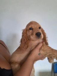 https://img.olx.com.br/thumbs256x256/63/639531152198560.jpg