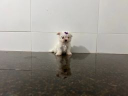 https://img.olx.com.br/thumbs256x256/64/642401459107077.jpg