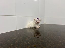 https://img.olx.com.br/thumbs256x256/64/642440458088125.jpg
