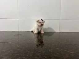 https://img.olx.com.br/thumbs256x256/64/642460930725813.jpg