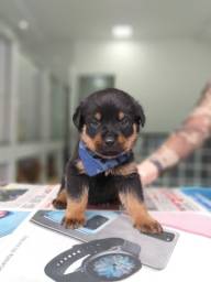 Título do anúncio: Rottweiler - C/ Pedigree/ Garantia de saúde/ Vacinado e suporte veterinário
