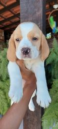 Título do anúncio: Ótimo padrão filhote de Beagle (Bicolor e Tricolor) com Recibo Vacina e Pedigree