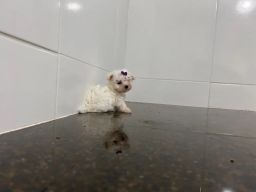 https://img.olx.com.br/thumbs256x256/65/652416814293311.jpg
