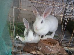 Título do anúncio: 2 coelho adultos fêmea 