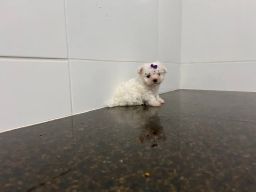 https://img.olx.com.br/thumbs256x256/65/655467696400406.jpg