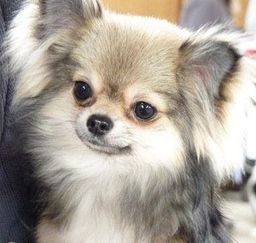 Título do anúncio: Chihuahua - macho lindo em promoção pelo longo 