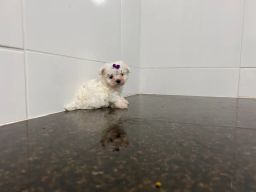 https://img.olx.com.br/thumbs256x256/65/657483695671066.jpg