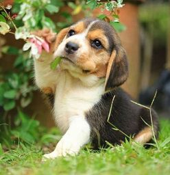 Título do anúncio: Beagle- macho em promoção - venha visitar 