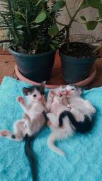 Título do anúncio: Doando lindos gatinhos 2 machos e uma fêmea 