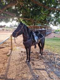 Título do anúncio: Vendo cavalo MangaLarga Machador 